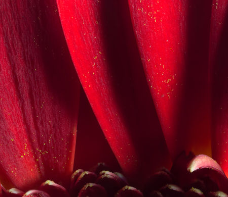 Redchrysanthemumrottingapple2015-34