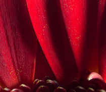 Red Abstract of Chrysanthemum Petals and Pollen von John Williams
