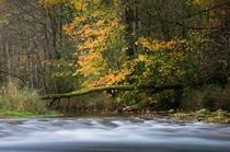 Fall at the river II. by Thomas Matzl