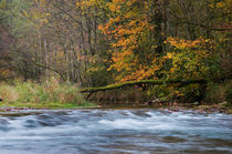Fall at the river by Thomas Matzl