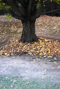Leaves Under a Tree 2, 2015 von Caitlin McGee