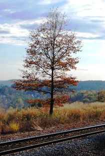 Tree and Tracks, 2015 by Caitlin McGee