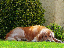 Dog Relaxing by Susan Savad