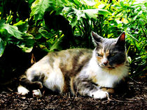 Cat Relaxing in Garden by Susan Savad