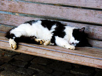 Cat Sleeping on Bench by Susan Savad