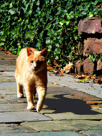 Orange Tabby Taking a Walk by Susan Savad