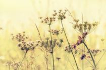 Wildflower Dreams by Vicki Field