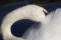 Swan Shyness by David Pyatt