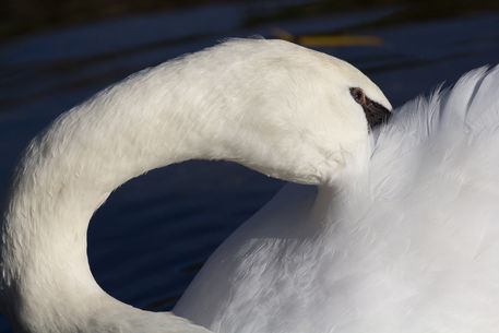 Swan-shyne