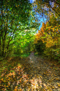 The Autumn Forest Path by David Pyatt