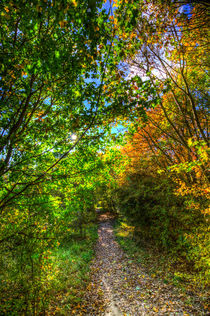 The Autumnal Forest Path  von David Pyatt