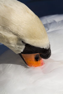 The Preening Swan by David Pyatt