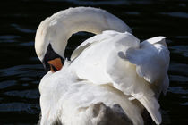 The Peaceful Swan by David Pyatt