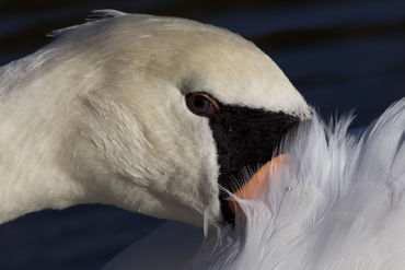 Swan-close-up