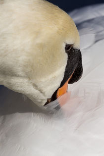 The Quiet Swan by David Pyatt