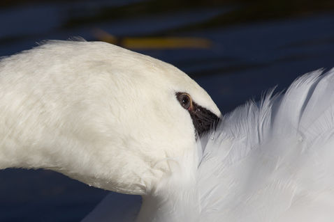 Swan-crop-6