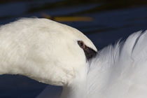 The Abstract Swan by David Pyatt