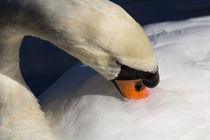 The Majestic Swan by David Pyatt