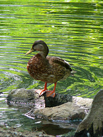 Duck on Rocks von Susan Savad