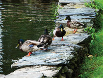 Ducks on Ledge by Pond by Susan Savad