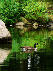 Goose Floating on Pond by Susan Savad