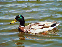 Mallard Duck by Susan Savad