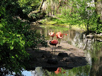 Three Flamingos by Susan Savad