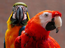 Two Parrots Closeup von Susan Savad