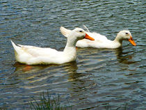 Two White Ducks von Susan Savad