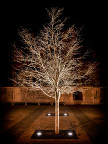 Tree 9878 by Mario Fichtner