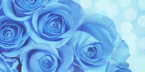 Blaue Rosen von darlya