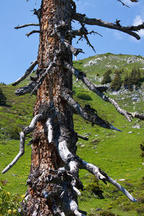Alter rustikaler Baum von Gerhard Köhler