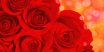 Rote Rosen von darlya