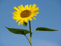 Sonnenblume von Carola Hauser