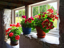 Three Flowerpots on Windowsill by Susan Savad