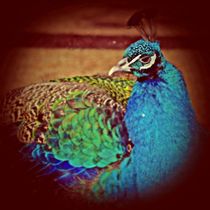 Peacock by Thomas Junklewitz
