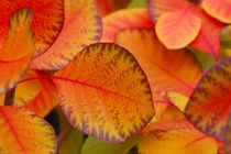 Autumn Leaves Herbstfarben I von kamaku
