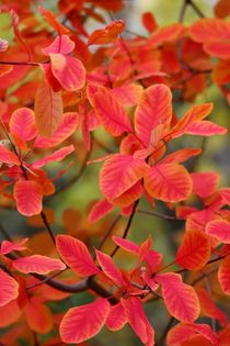 Autumn Leaves Herbstfarben II von kamaku
