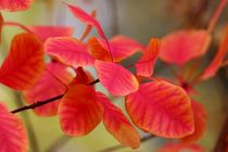 Autumn Leaves Herbstfarben III von kamaku