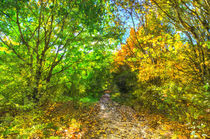 Autumnal Forest Path Art by David Pyatt