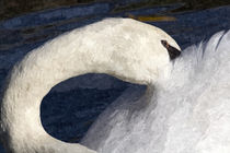 The Shy Swan Art by David Pyatt
