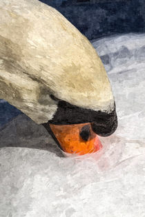 The Preening Swan Art von David Pyatt