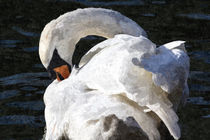 The Preening Swan Art by David Pyatt