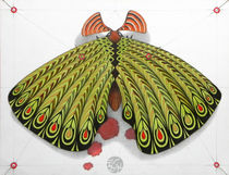 green moth by federico cortese