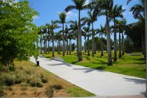 Schatten im Miami Palmenpark by ann-foto