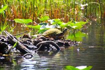 Sich sonnende Schildkröte in den Everlades by ann-foto