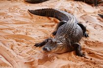 Der müde Alligator von ann-foto