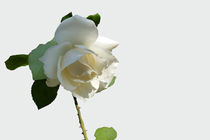 a white rose by feiermar