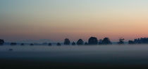 Cows in the mist - Kühe im Nebel von Thomas Matzl