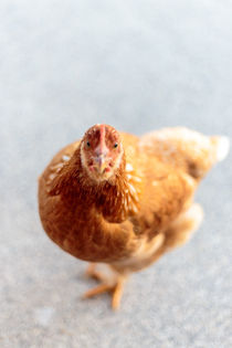 Huhn mit frontalem Blick von mroppx